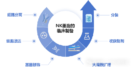 NK细胞疗法与规模化扩增方法